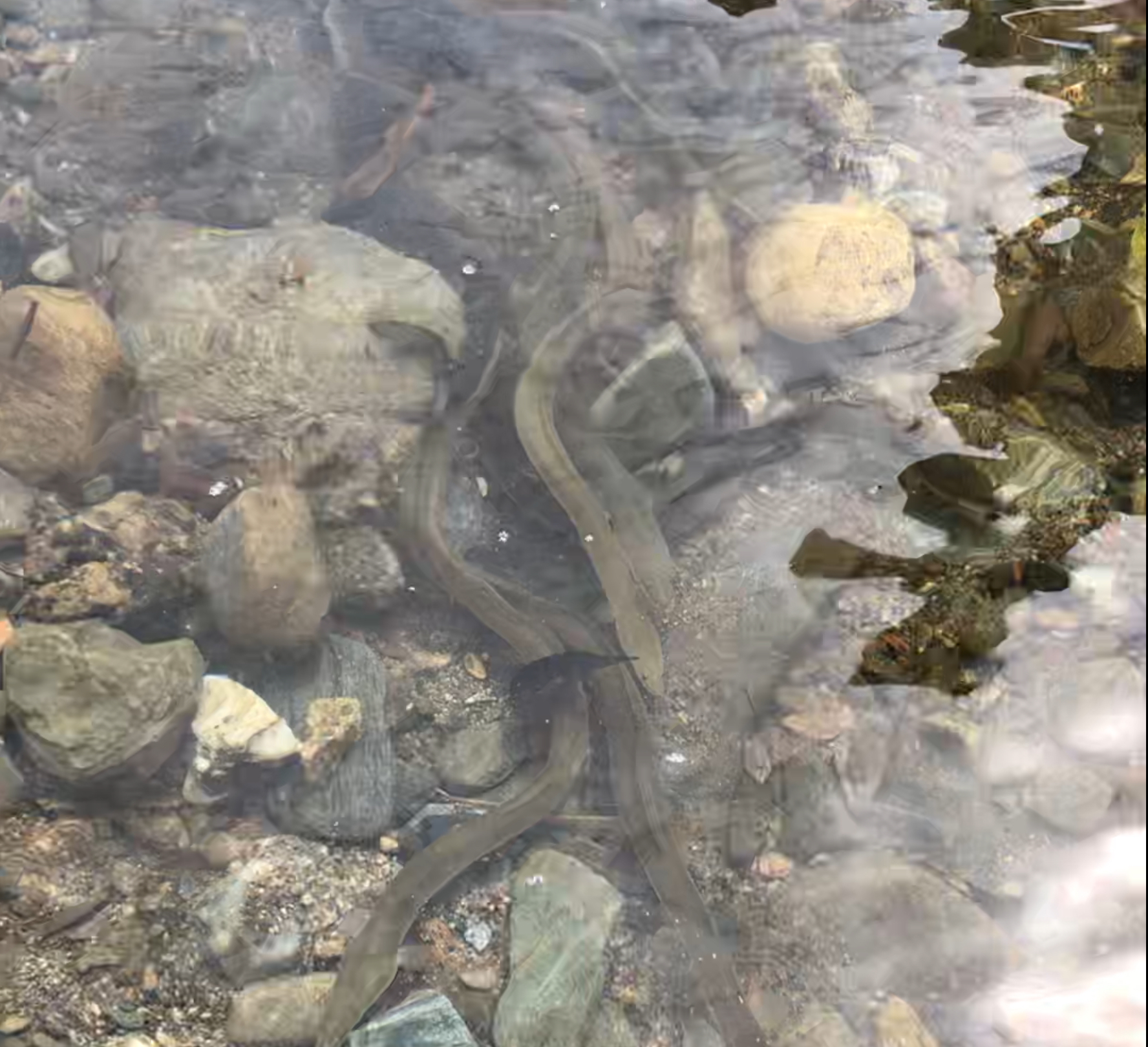 山口県.天然うなぎ