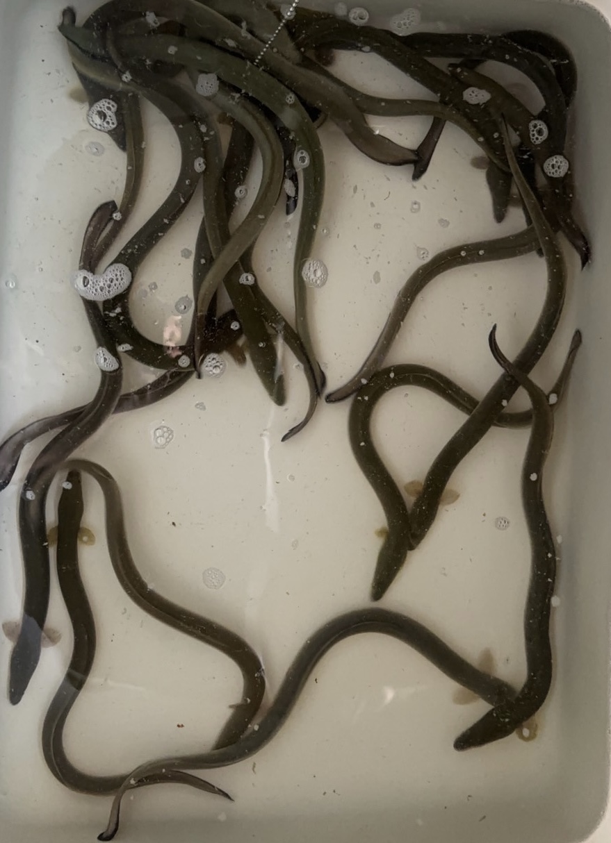 山口県.天然うなぎ