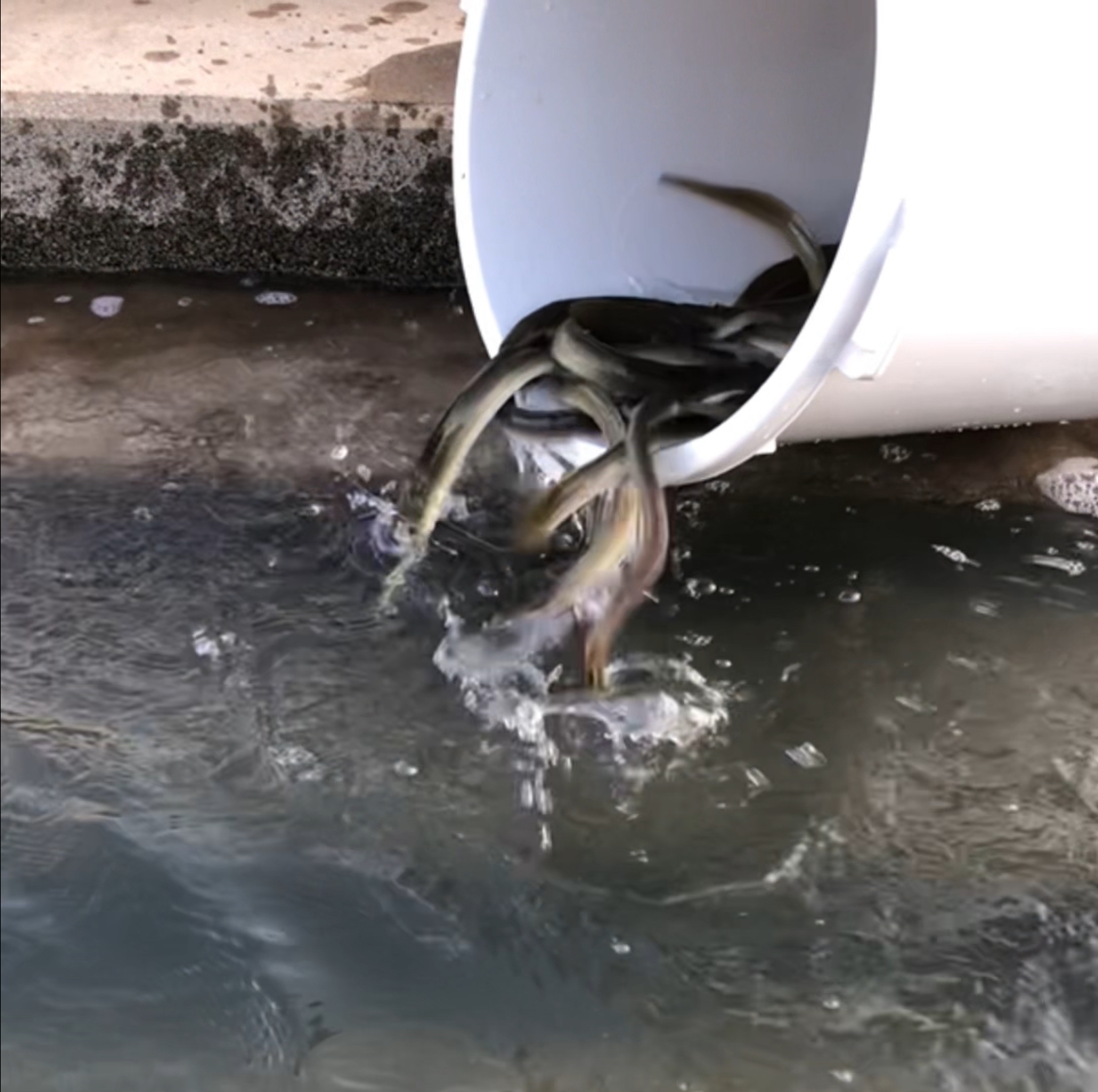 山口県.天然うなぎ